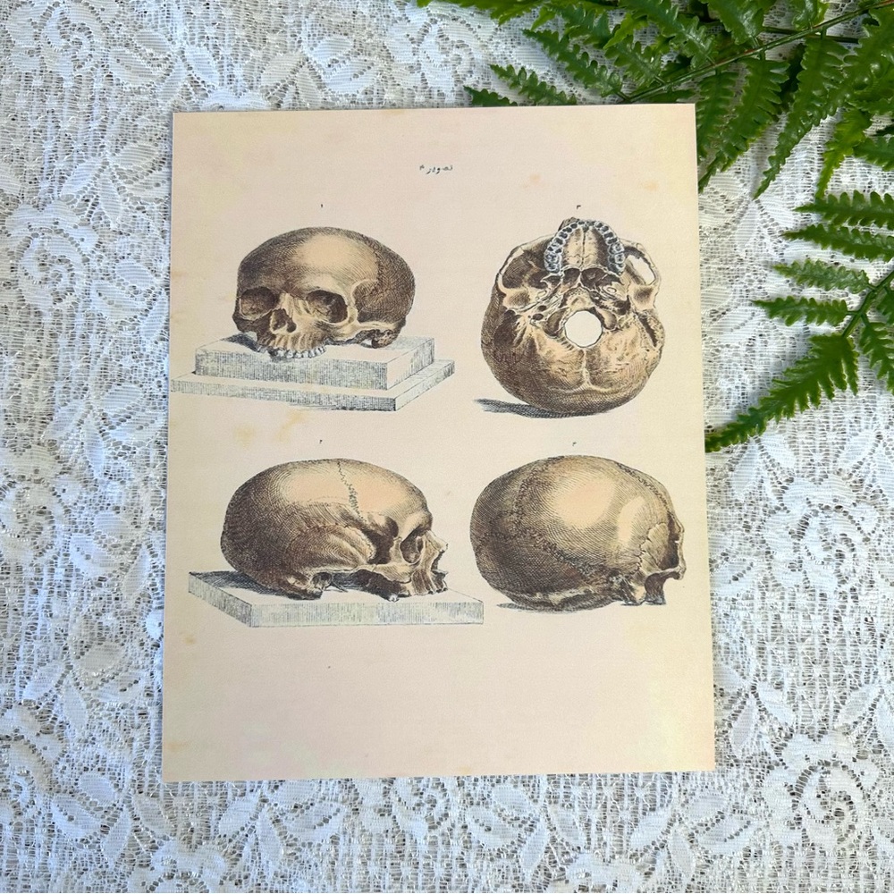 Vintage Skull Diagram Cardstock Print 8x10